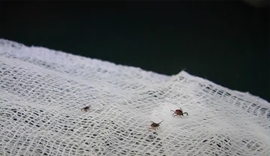 Опасные насекомые уже атакуют людей в районе дач и возле водоемов. Первое обращение за медицинской помощью после укуса клеща в Шарыпово зафиксировали еще в середине прошлой недели.