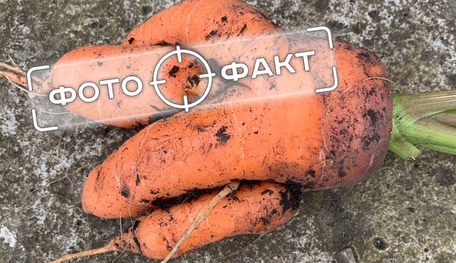 фф-морковка