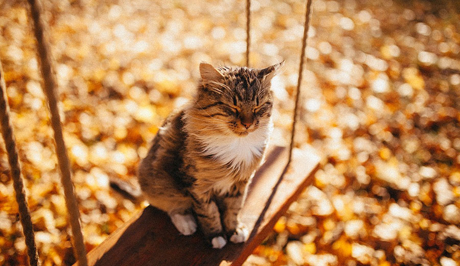 осень-котик
