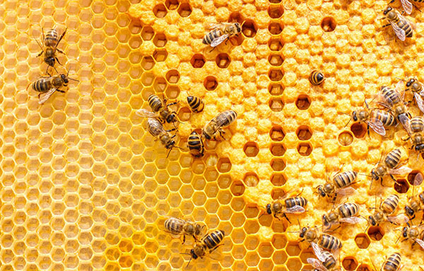 пчёлы-соты